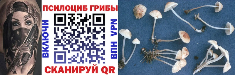 Псилоцибиновые грибы Psilocybine cubensis  Касли 